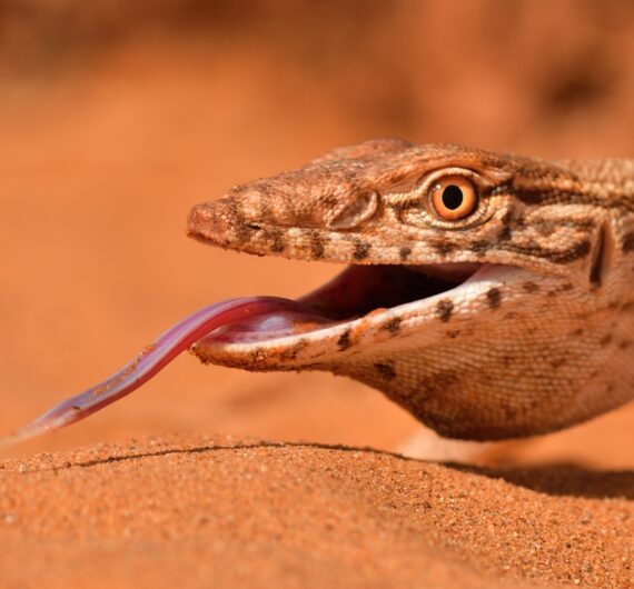 desert monitor