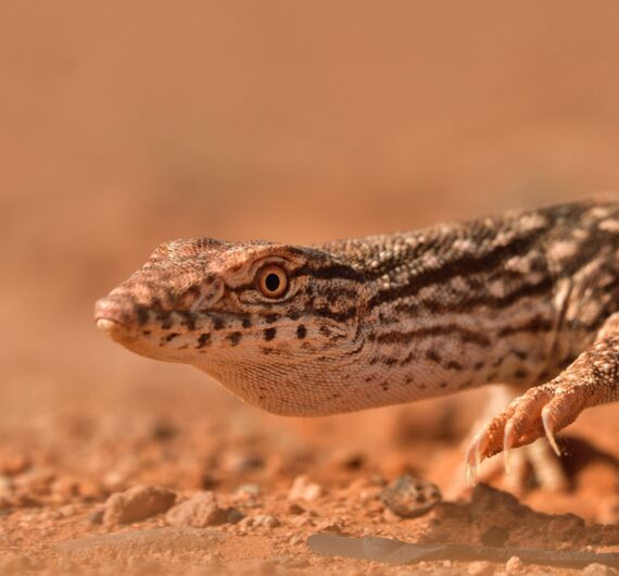 desert monitor