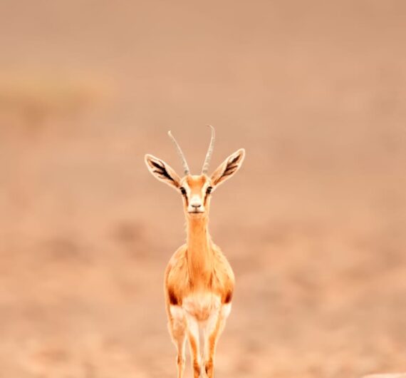 gazelle
