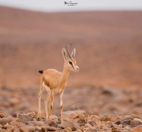 gazelle (6)