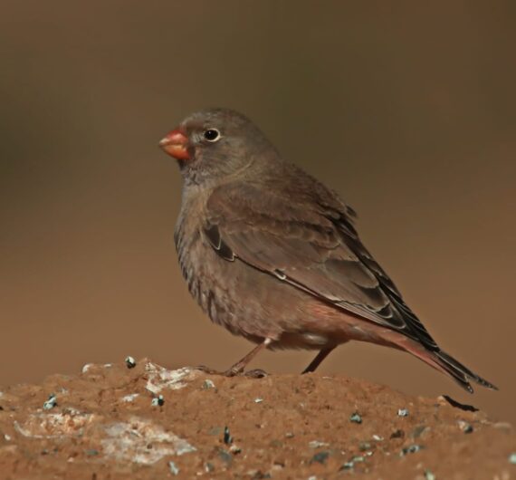 trumpeter finch (5)